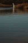 Latitia & Benjamin - Photographe mariage, Bordeaux, gironde, Bassin d'Arcachon,33
